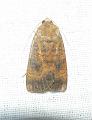 noctua interjectum